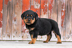 Rottweiler Puppy
