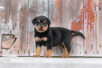Rottweiler Puppy