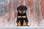 Rottweiler Puppy