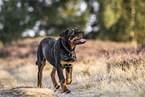 young Rottweiler