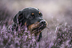 young Rottweiler