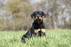 Rottweiler Puppy