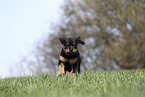 Rottweiler Puppy