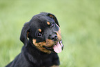 Rottweiler Puppy