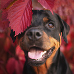 adult Rottweiler