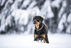 adult Rottweiler