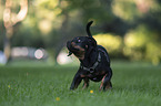 young Rottweiler