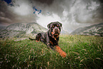 Rottweiler