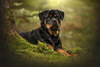 Rottweiler
