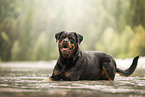 Rottweiler