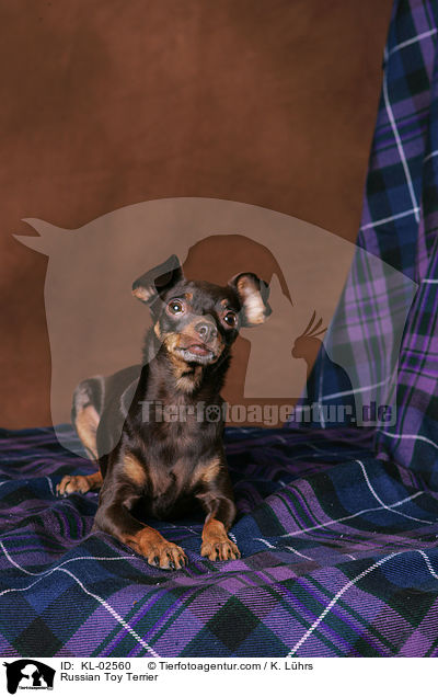 Russischer Toy Terrier / Russian Toy Terrier / KL-02560