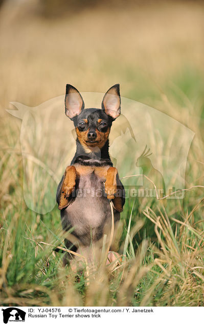 Russian Toy Terrier shows trick / YJ-04576