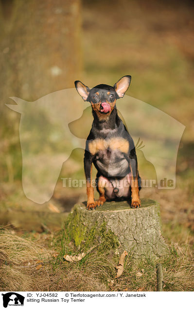 sitzender Russischer Toy Terrier / sitting Russian Toy Terrier / YJ-04582