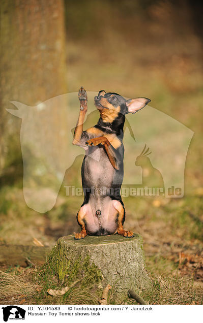 Russian Toy Terrier shows trick / YJ-04583