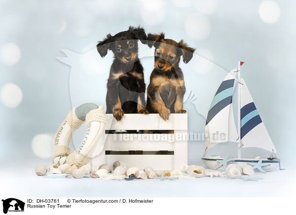 Russischer Toy Terrier / Russian Toy Terrier / DH-03761