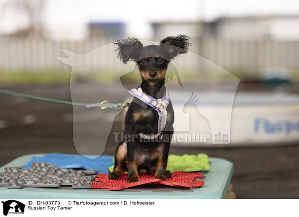 Russischer Toy Terrier / Russian Toy Terrier / DH-03773