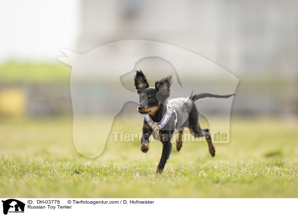 Russischer Toy Terrier / Russian Toy Terrier / DH-03776