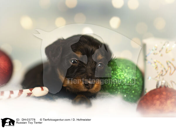 Russischer Toy Terrier / Russian Toy Terrier / DH-03778