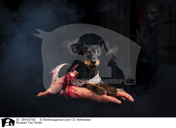 Russischer Toy Terrier / Russian Toy Terrier / DH-03795