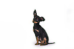 Russian Toy Terrier