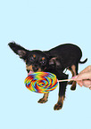 Russian Toy Terrier