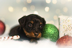 Russian Toy Terrier