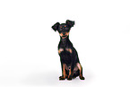 Russian Toy Terrier