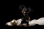 Russian Toy Terrier