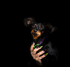 Russian Toy Terrier