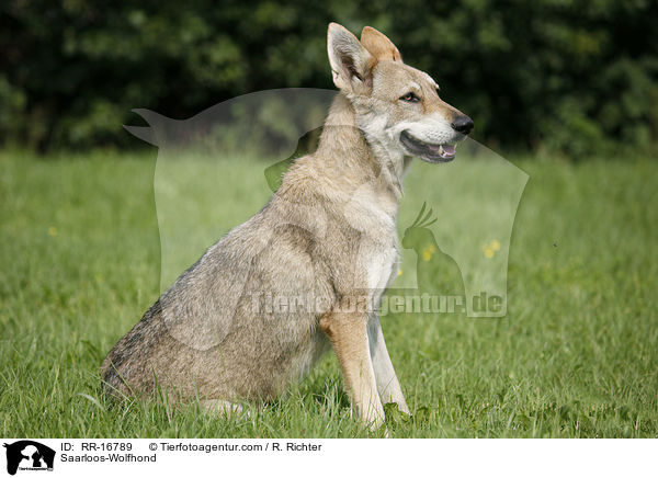 Saarloos-Wolfhond / RR-16789