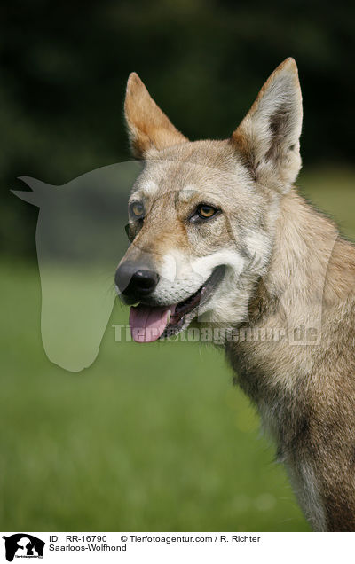 Saarloos-Wolfhond / RR-16790