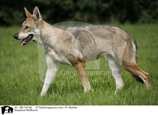 Saarloos-Wolfhond / RR-16798