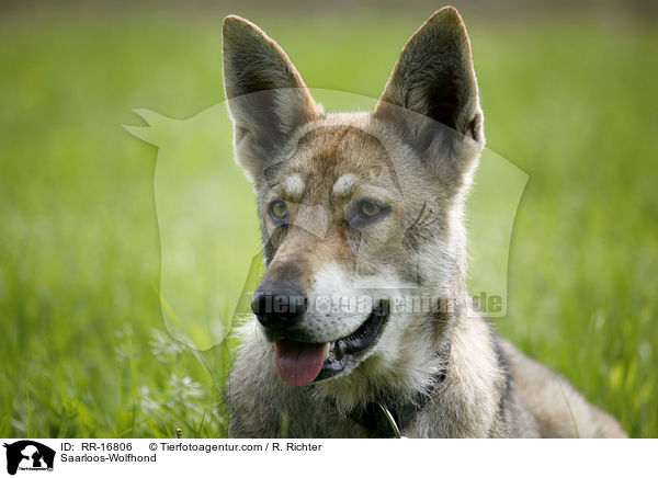Saarloos-Wolfhond / RR-16806