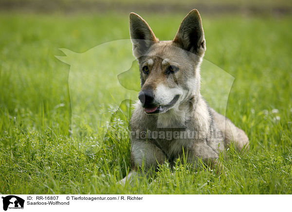 Saarloos-Wolfhond / RR-16807