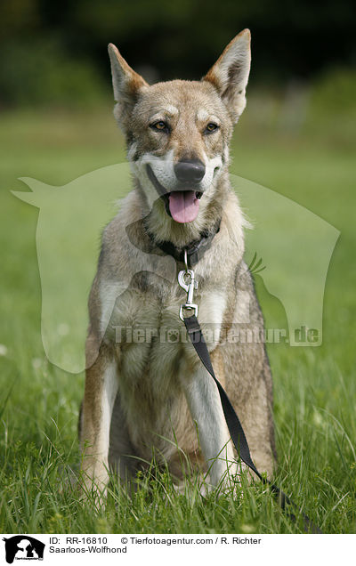 Saarloos-Wolfhond / RR-16810