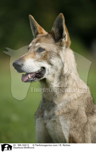Saarloos-Wolfhond / RR-16813