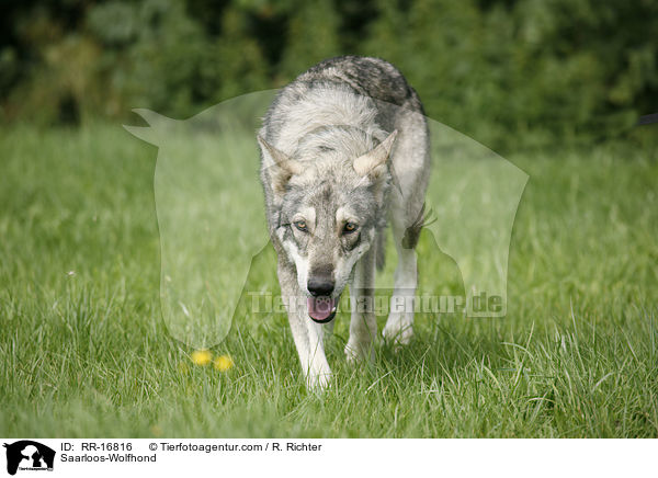 Saarloos-Wolfhond / RR-16816