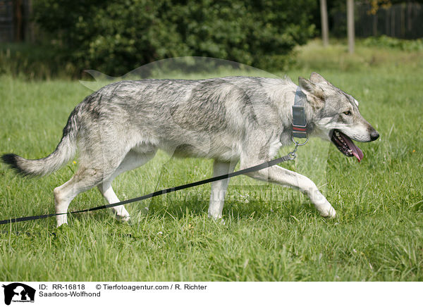 Saarloos-Wolfhond / RR-16818