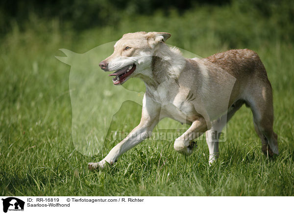 Saarloos-Wolfhond / RR-16819
