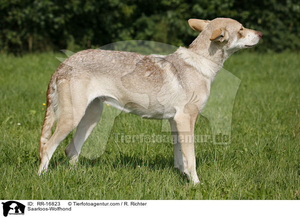 Saarloos-Wolfhond / RR-16823