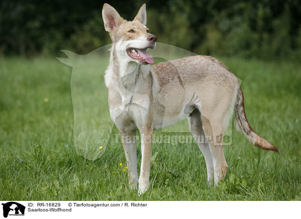 Saarloos-Wolfhund / Saarloos-Wolfhond / RR-16829