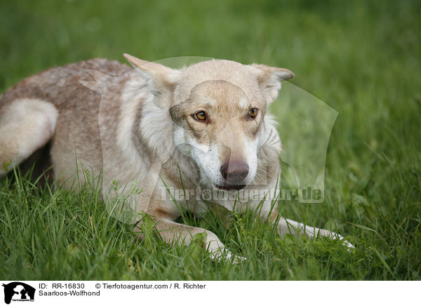 Saarloos-Wolfhond / RR-16830