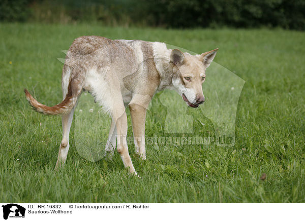Saarloos-Wolfhond / RR-16832