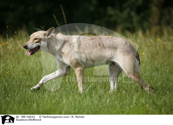 Saarloos-Wolfhund / Saarloos-Wolfhond / RR-16833