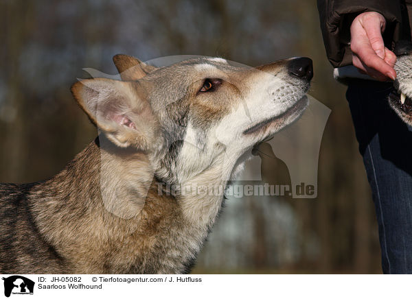 Saarloos Wolfhound / JH-05082