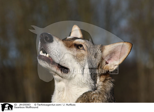 Saarloos Wolfhound / JH-05083