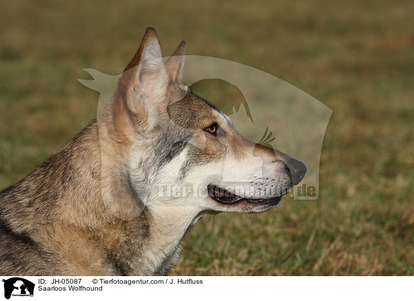 Saarloos Wolfhound / JH-05087