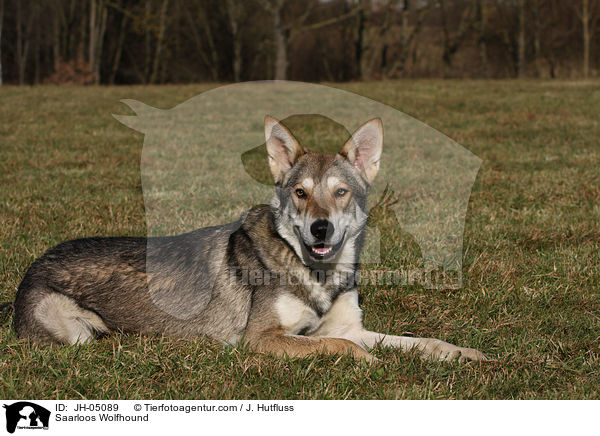 Saarloos Wolfhound / JH-05089