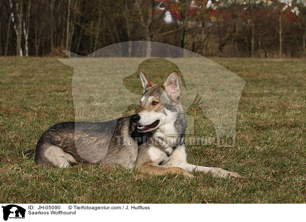 Saarloos Wolfhound / JH-05090