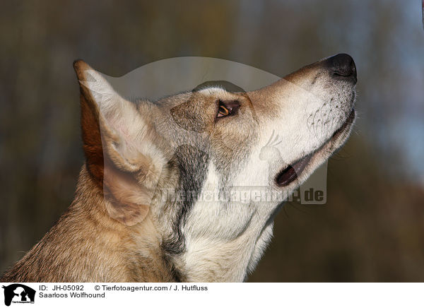 Saarloos Wolfhound / JH-05092